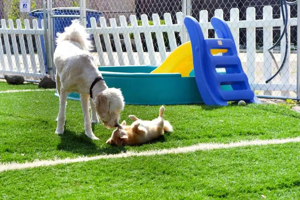 Artificial Grass for Dogs