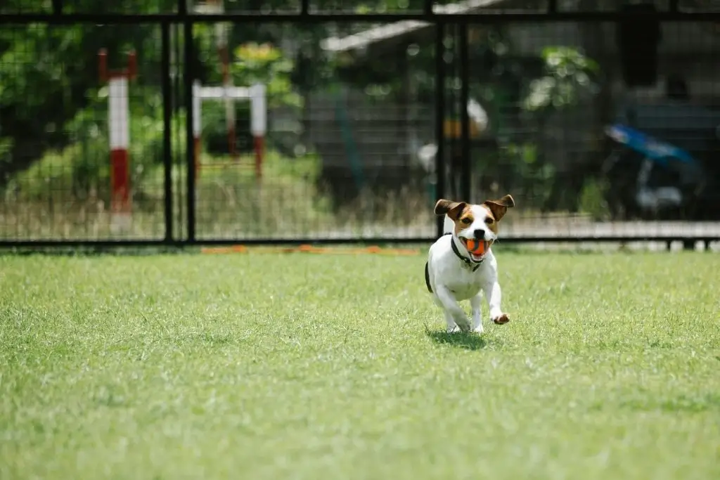Is Artificial Grass Toxic to Dogs