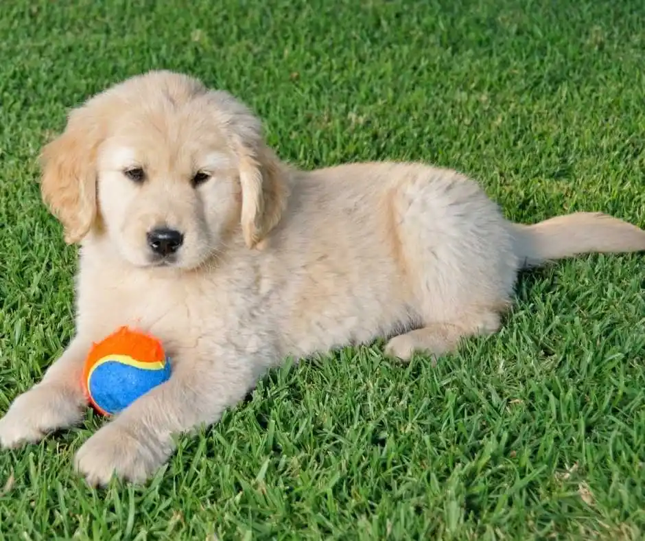 Pet Turf