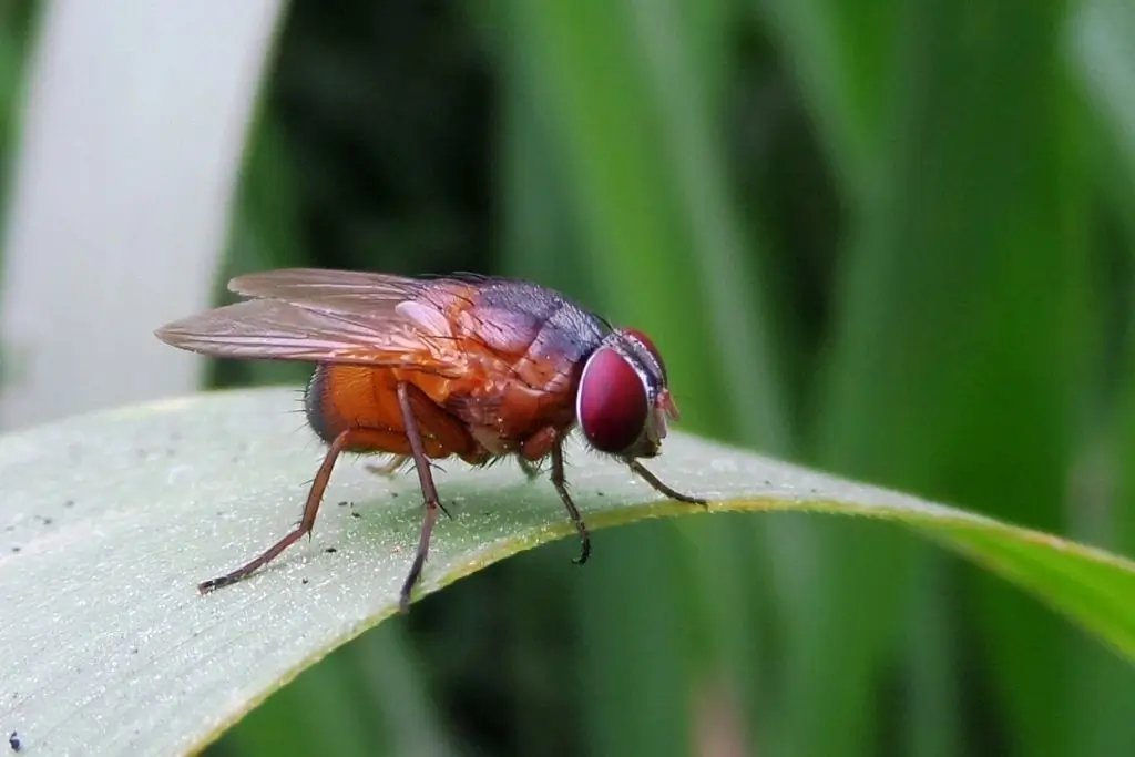 Rid Of Flies & Fleas On Artificial Grass