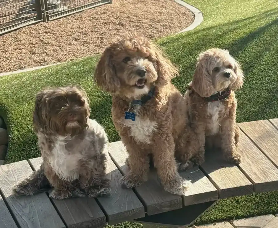 Three happy dogs on a pet-friendly artificial turf lawn in Texas. The durable, low-maintenance 'Texas Tuff' dog turf installation features a realistic green surface that's perfect for dog runs, backyards, and kennels, providing a clean, mud-free, and safe outdoor space for pets. This photo showcases a high-quality, pet-friendly landscaping solution designed for the Texas climate.