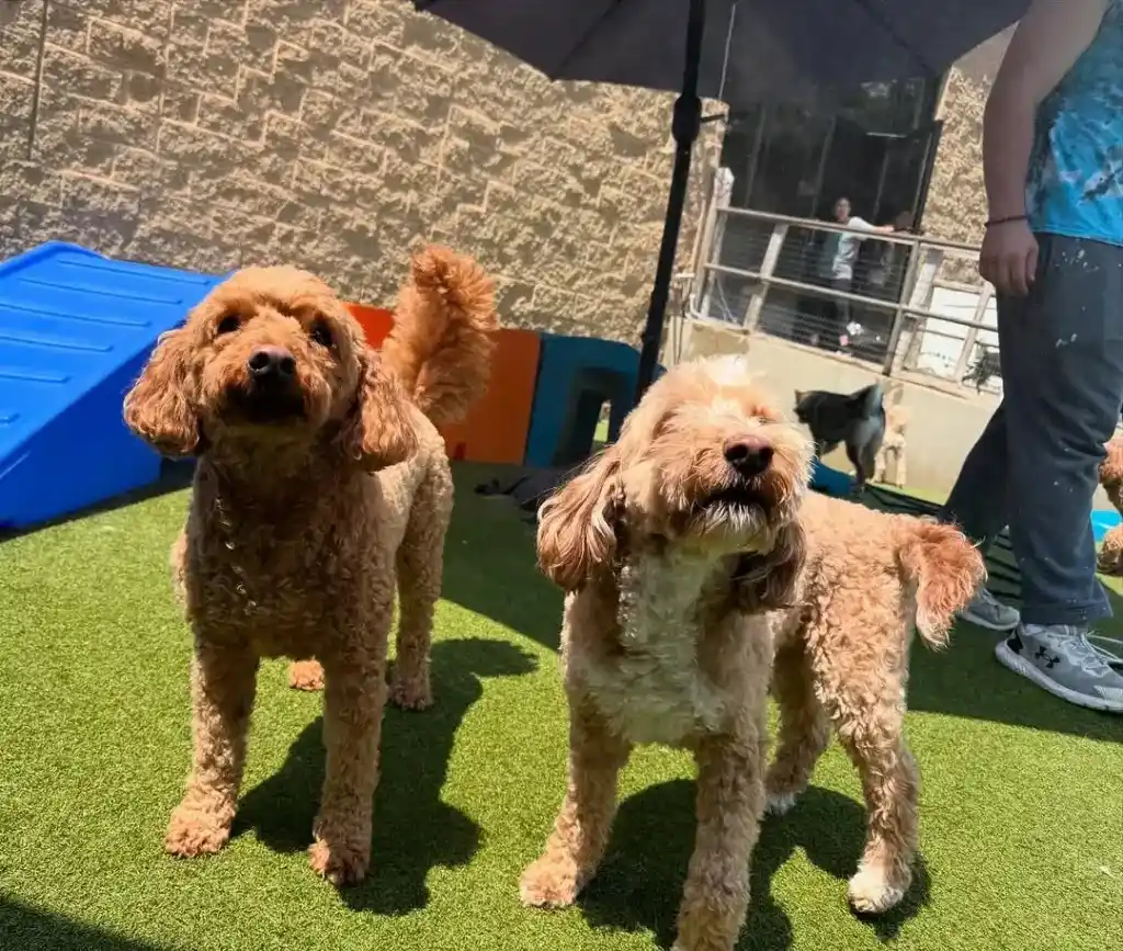 Pet Turf Installation