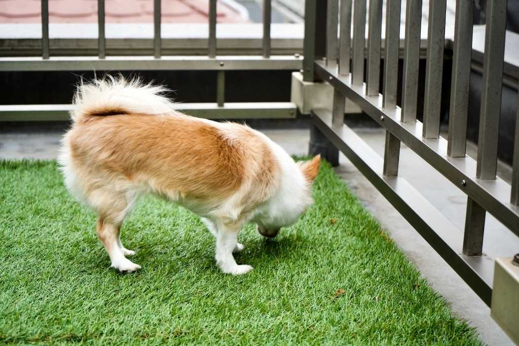 Artificial Grass for Dogs