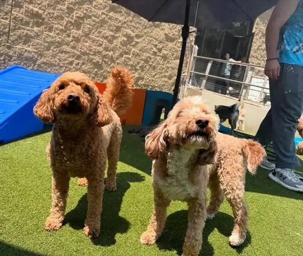 Pet Turf installation