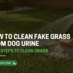 Dog urine odor removal on artificial grass with water and brush.